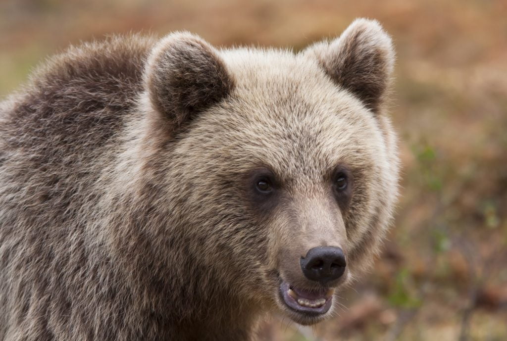 Ours
