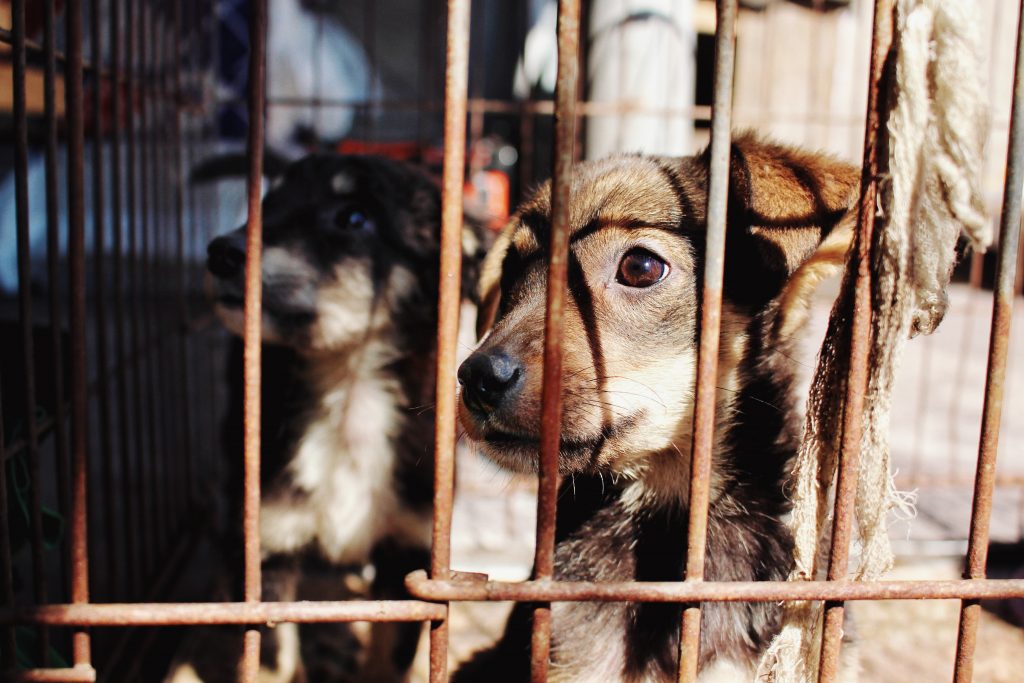 Maltraitance animale